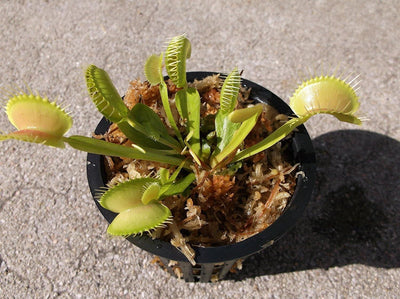 Wonderful Venus Flytrap Seeds (Pack of 1)