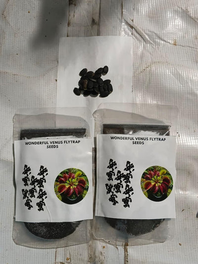Wonderful Venus Flytrap Seeds (Pack of 1)